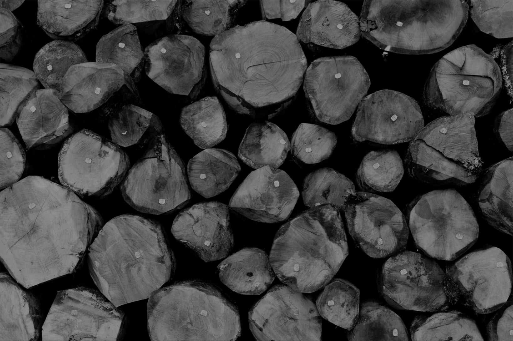 Moskito parquets Barcelona foto troncos árboles en blanco y negro